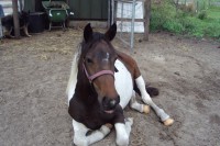 /album/fotogalerij/dsc01208-jpg/